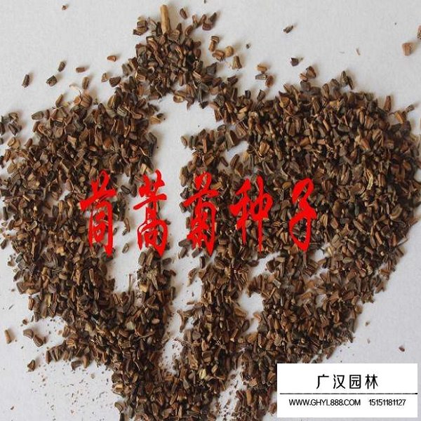 茼蒿菊种子(图3)