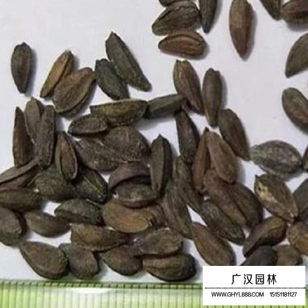 南非万寿菊种子(图1)