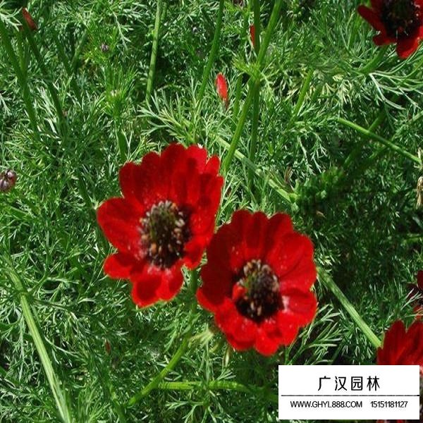 福寿花种子(图3)