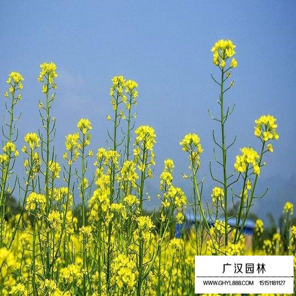 观赏油菜花种子(图3)