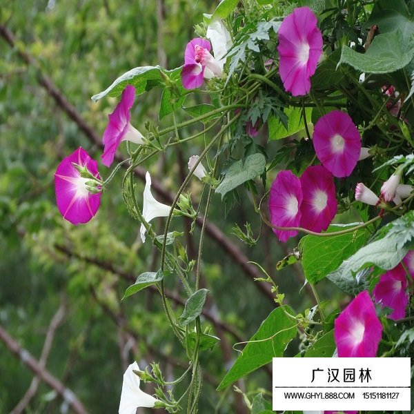 牵牛花种子(图3)