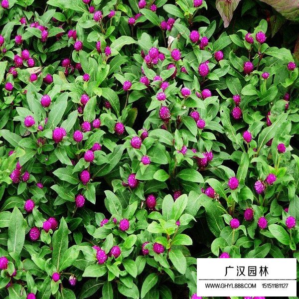 千日紫种子(图2)