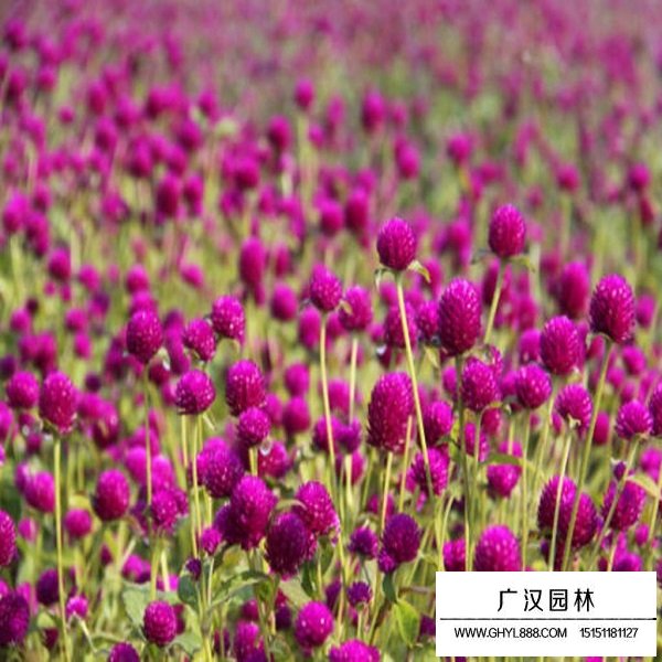 千日紫种子(图4)