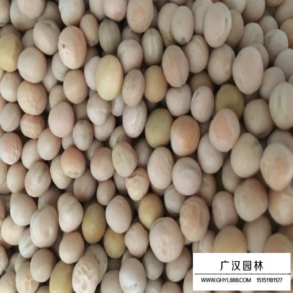 香豌豆种子(图1)