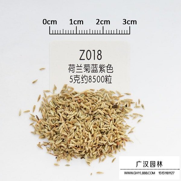 荷兰菊种子(图1)