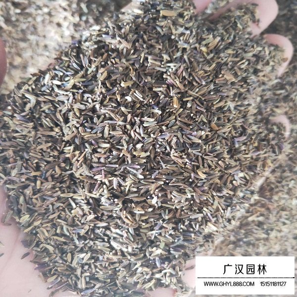 荷兰菊种子(图2)