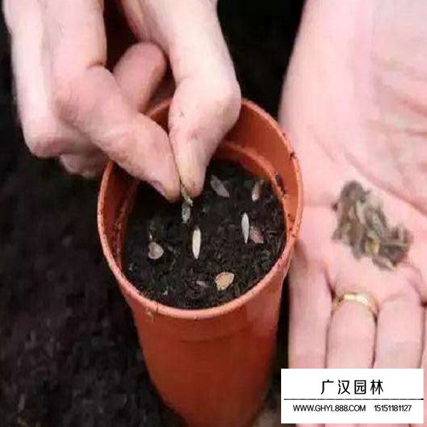 矮杆百日草种子(图4)