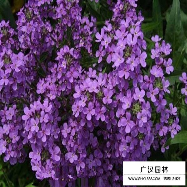 蓝香芥种子(图4)