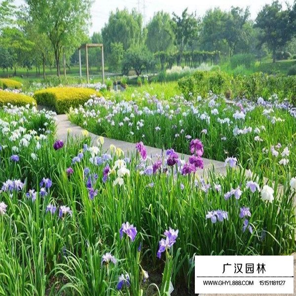 花菖蒲种子(图2)