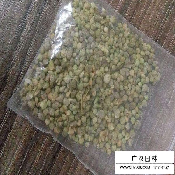 菠菜种子(图1)