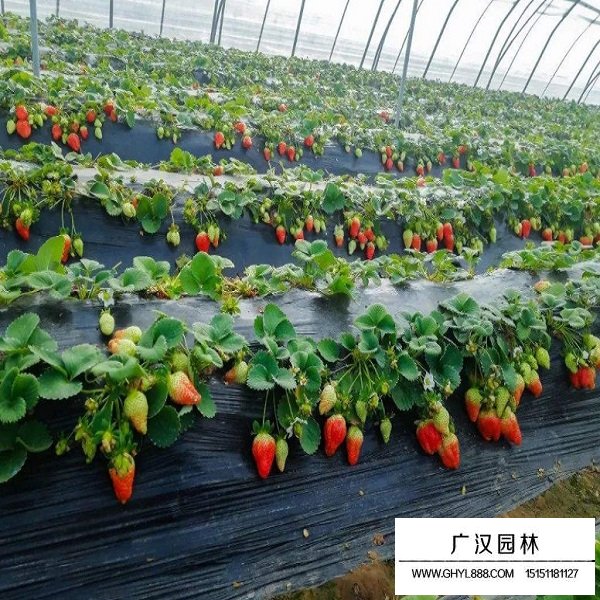 草莓种子(图3)