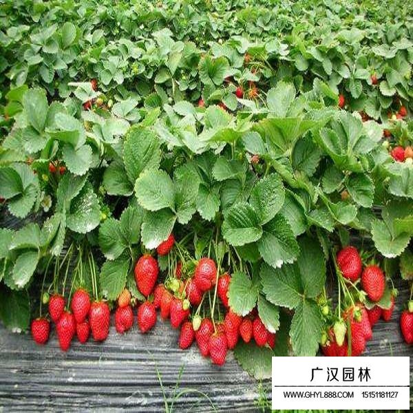 草莓种子(图4)