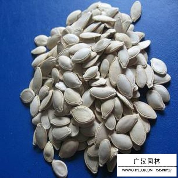 葫芦种子(图2)