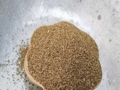 芹菜种子