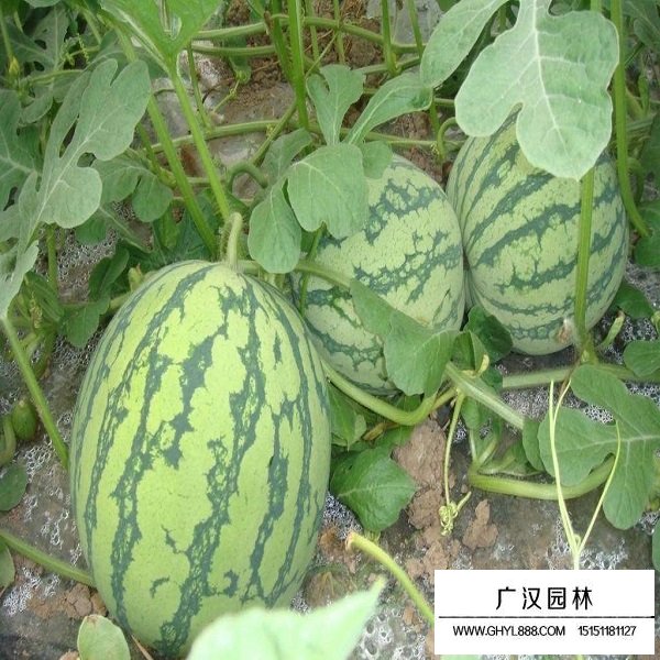 西瓜种子(图4)
