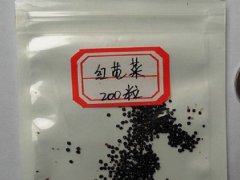 苋菜种子