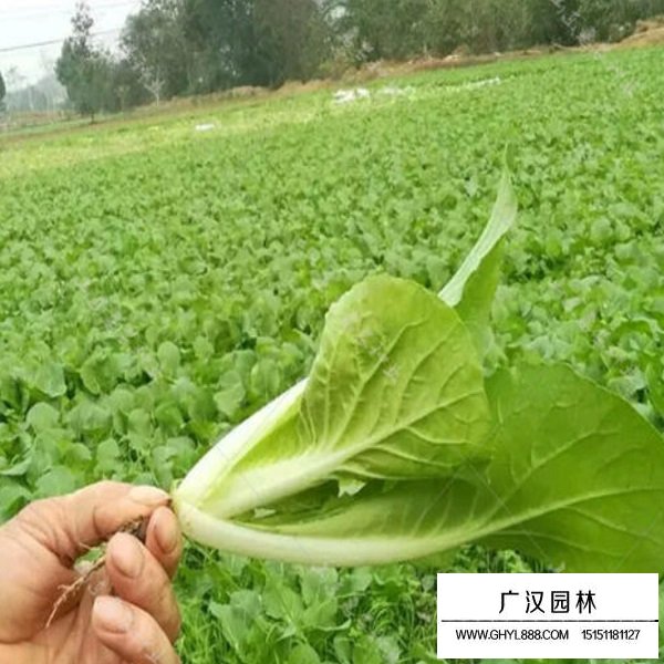 小白菜种子(图3)