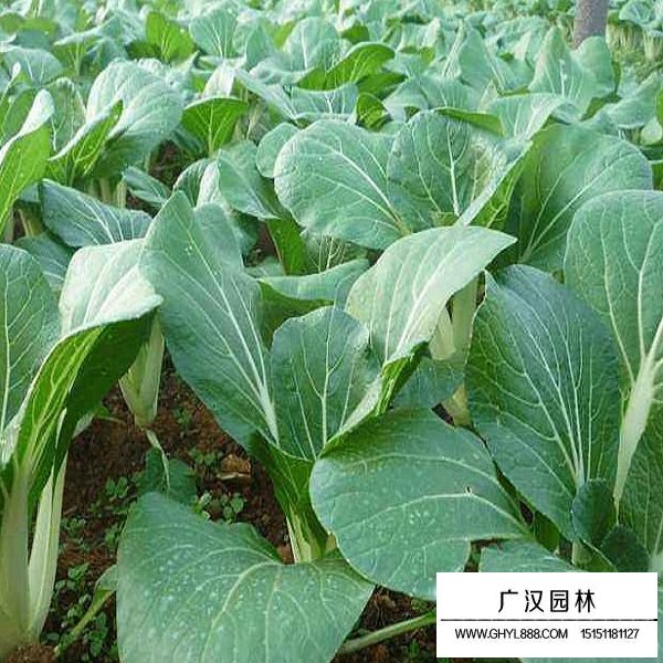 小白菜种子(图4)
