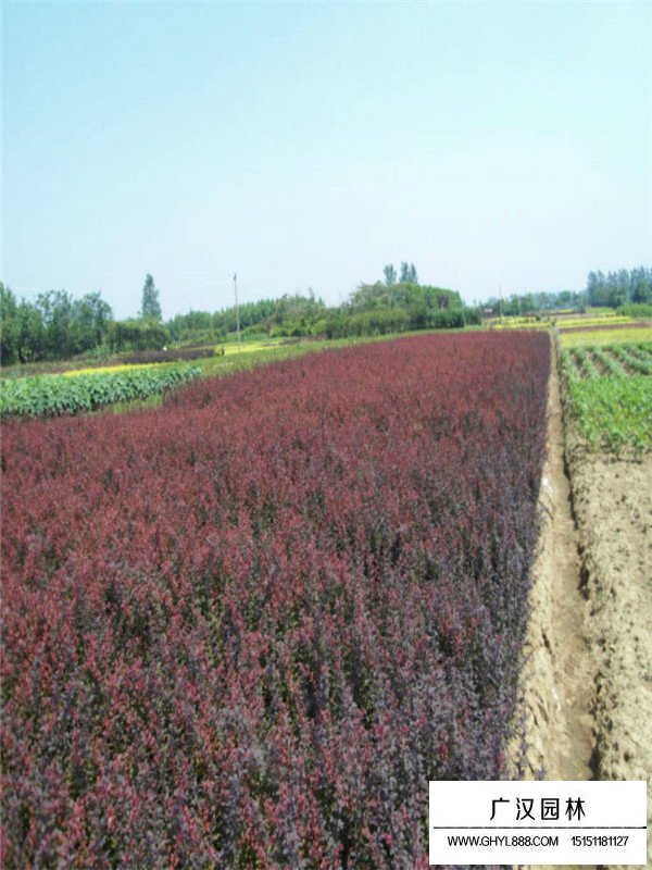 紫叶小檗的特征(图1)