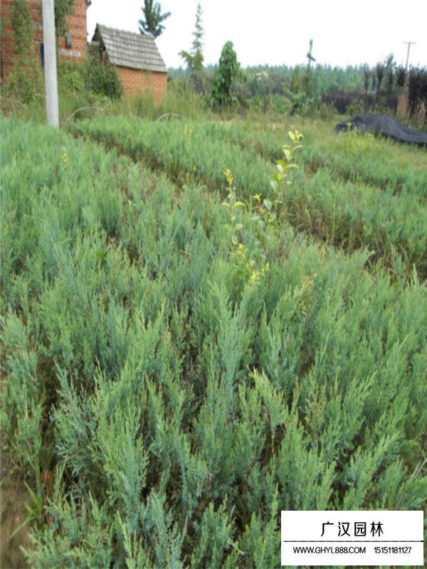 沙地柏的种植技术(图2)