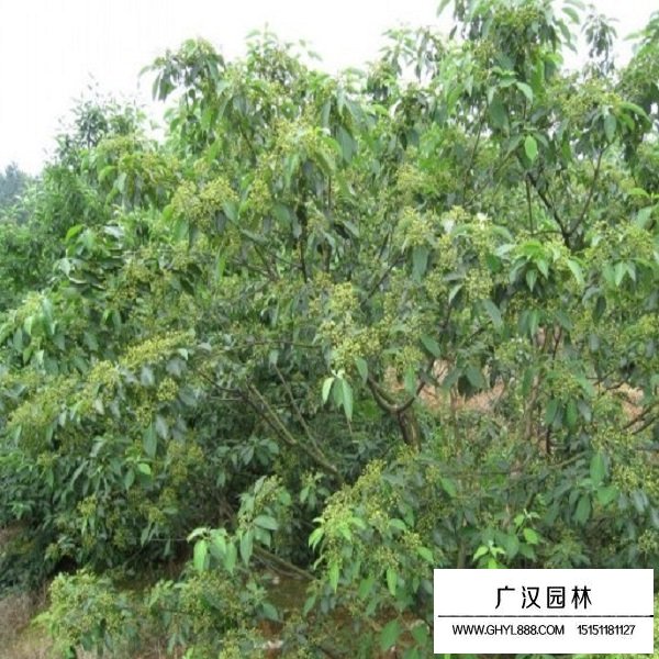 光皮树种子(图3)