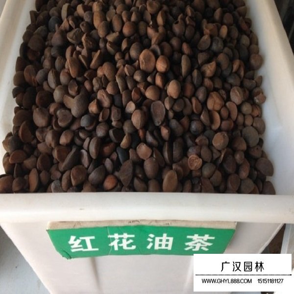 红花油茶种子(图1)