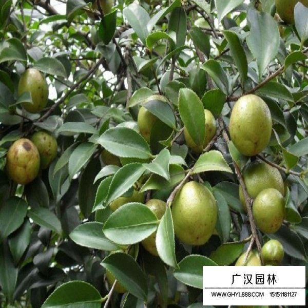 红花油茶种子(图3)