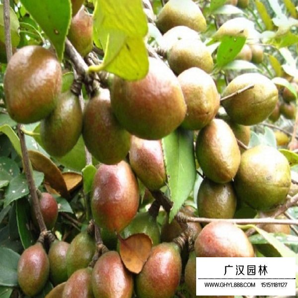 红花油茶种子(图4)