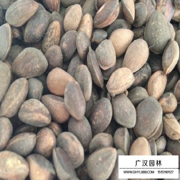 华山松种子(图2)