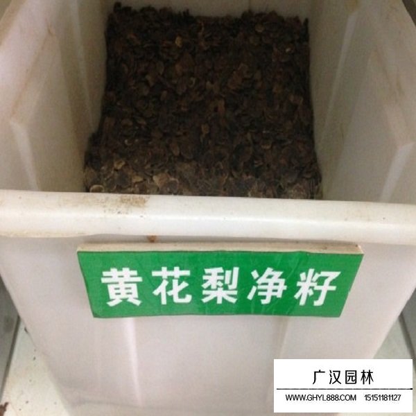 黄花梨种子(图1)