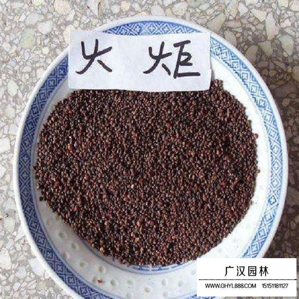 火炬种子(图2)