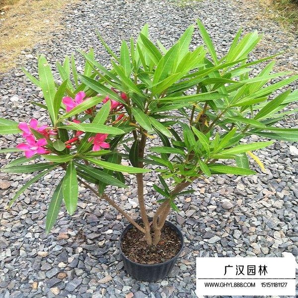 夹竹桃种子(图2)