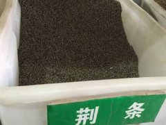 荆条种子