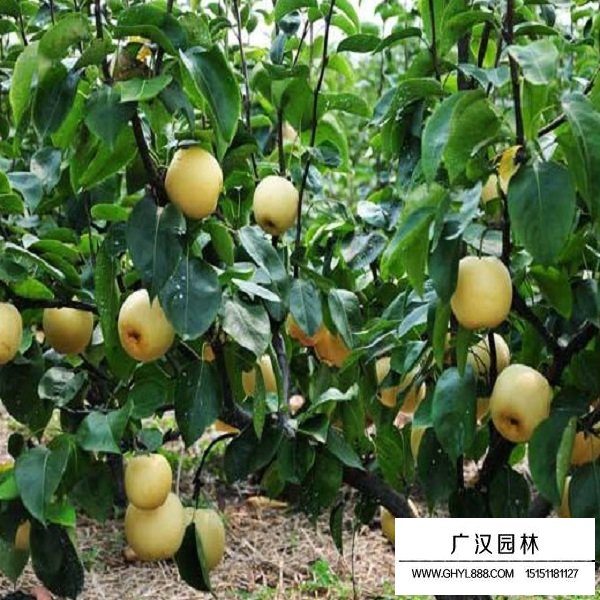 梨子种子(图2)