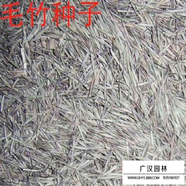 毛竹种子(图2)