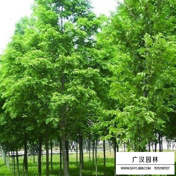 杉木种子(图3)