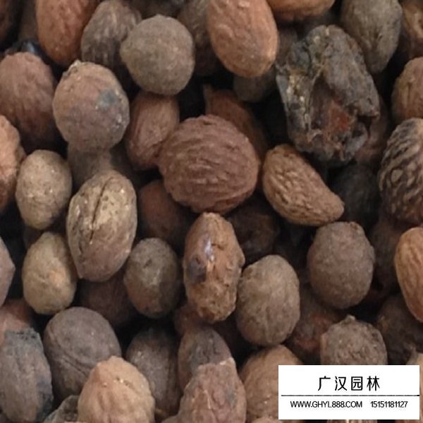 酸枣树种子(图2)