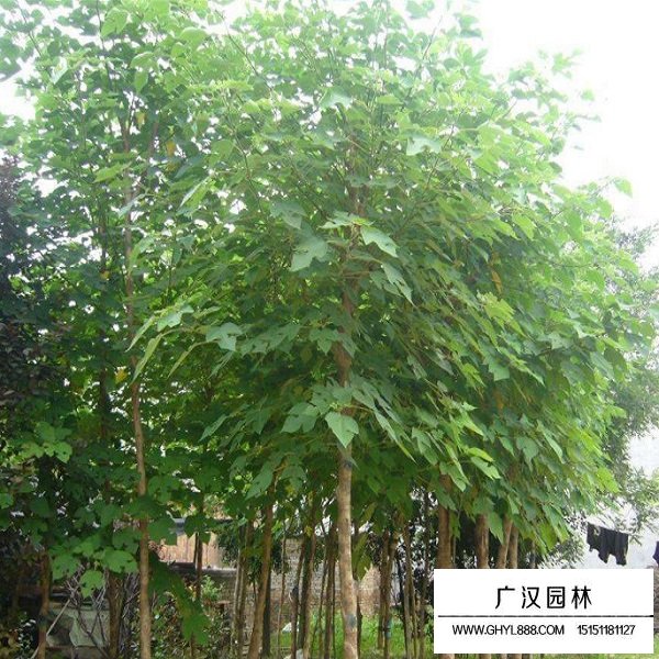 酸枣树种子(图3)