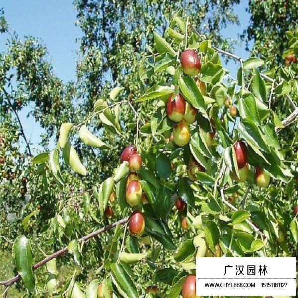 酸枣树种子(图4)