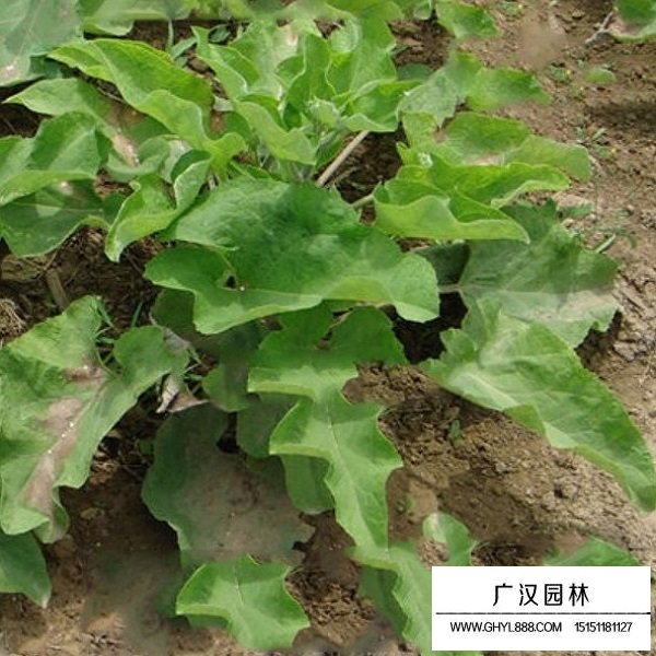 牛蒡子种子(图3)