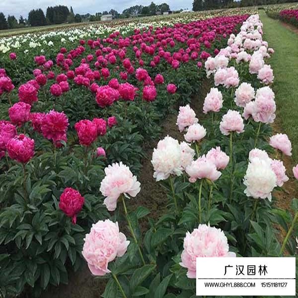 芍药种子(图3)