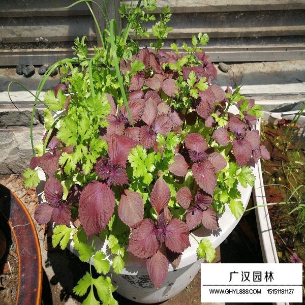 紫苏种子(图3)