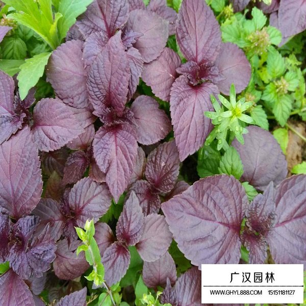 紫苏种子(图4)