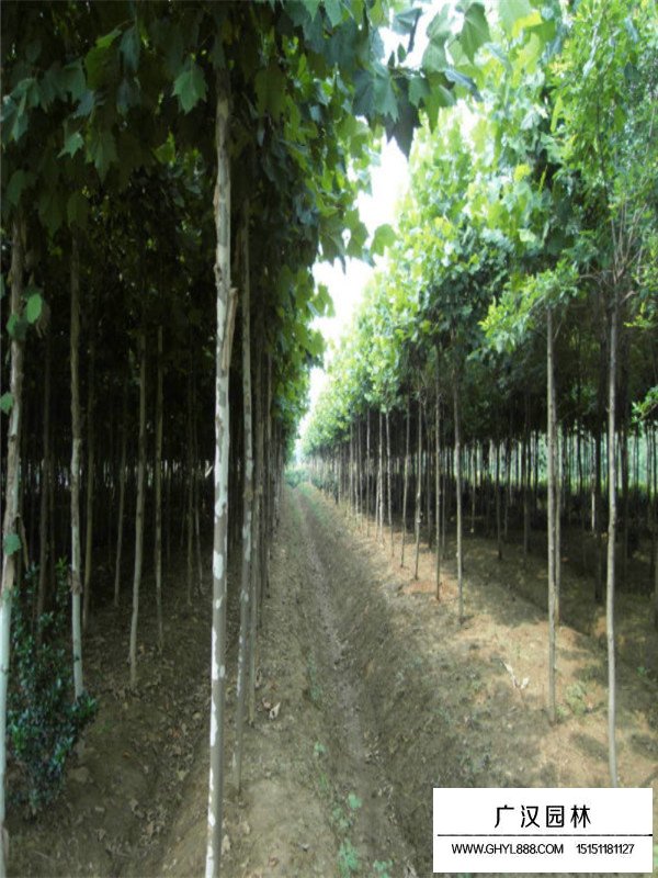 法桐的种植技术(图3)