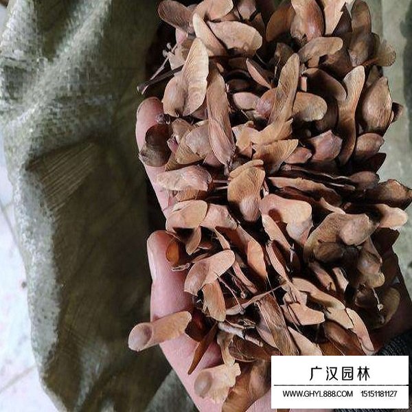 五角枫的种子(图2)