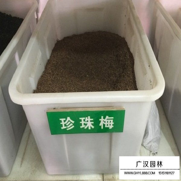 珍珠梅种子(图1)