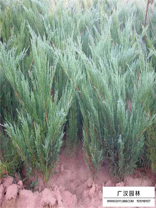 沙地柏的种植环境(图2)