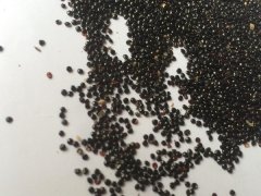 冠状鸡冠花种子