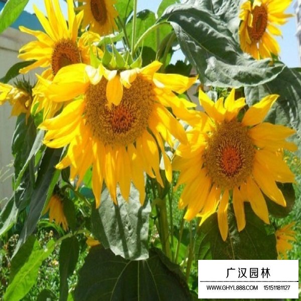 食用向日葵种子(图4)