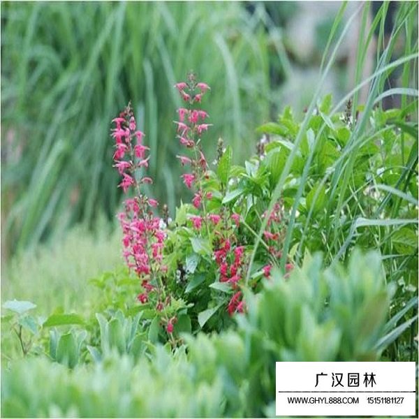 红花鼠尾草种子(图4)